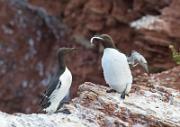 Trottellumme - Guillemot  (Uria aalge)